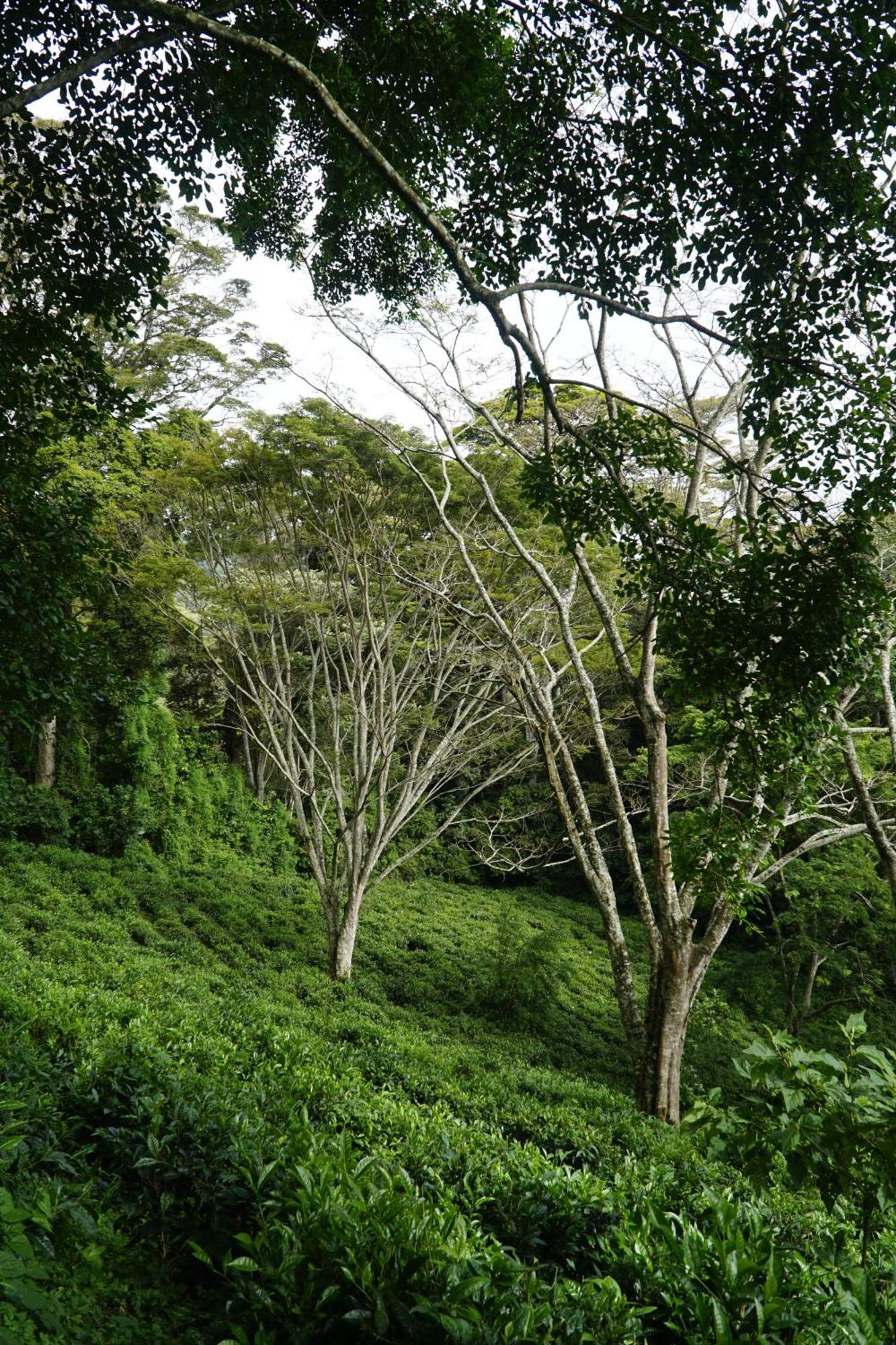 Themi Valley Eco And Cultural Tourism Homestay アルーシャ エクステリア 写真